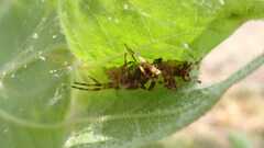 Araneus diadematus