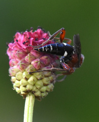 Neotypus melanocephalus