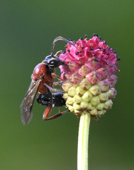 Neotypus melanocephalus