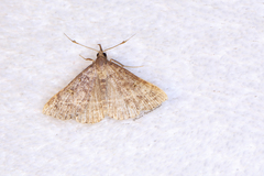 Renia flavipunctalis