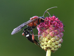 Neotypus melanocephalus