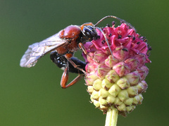 Neotypus melanocephalus