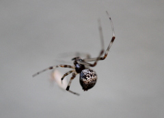 Parasteatoda tabulata