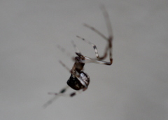 Parasteatoda tabulata