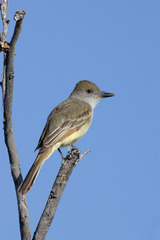 Brown-Crested Flycatcher photo 3