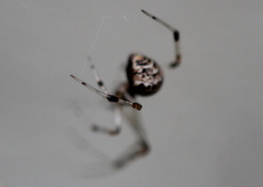 Parasteatoda tabulata