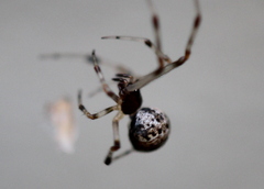 Parasteatoda tabulata