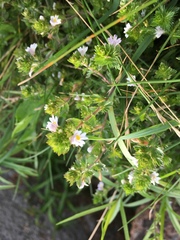 Euphrasia randii