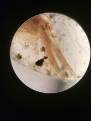 Eulimnadia agassizii