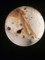 Eulimnadia agassizii