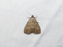 Dyspyralis puncticosta