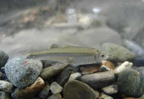 Argopleura