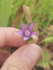 Gentianella auriculata