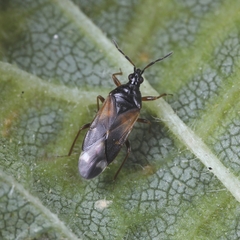Anthocoris gallarumulmi