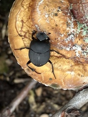 Canthon chalcites