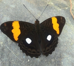 Adelpha leucophthalma