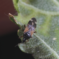 Anthocoris gallarumulmi