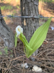Govenia liliacea