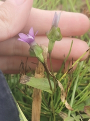 Gentianella auriculata