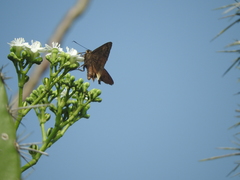Astraptes