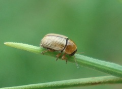 Cryptocephalus fulvus