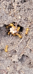 Lasius claviger