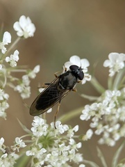 Eucartosyrphus