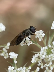Eucartosyrphus