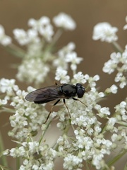 Eucartosyrphus