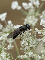 Eucartosyrphus