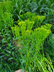 Solidago