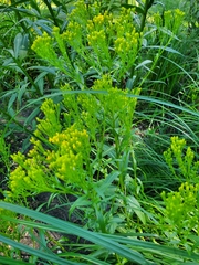 Solidago