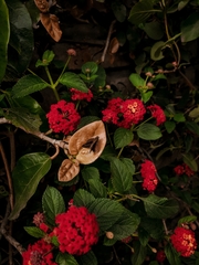 Cymaenes odilia