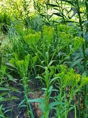 Solidago