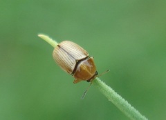 Cryptocephalus fulvus