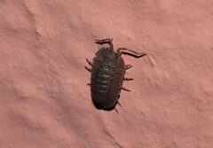 Armadillidium peraccae