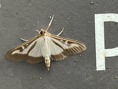 Cydalima perspectalis