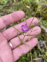 Agalinis neoscotica