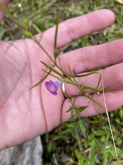 Agalinis neoscotica