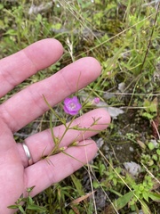 Agalinis neoscotica