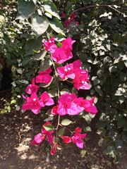 Bougainvillea