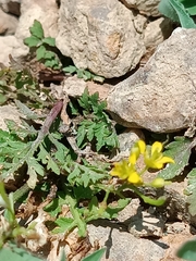 Rorippa sylvestris