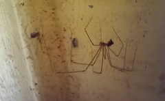 Araneae