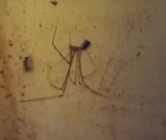 Araneae