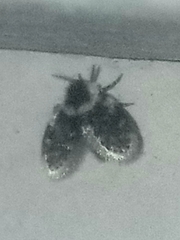 Lepiseodina conspicua