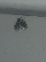Lepiseodina conspicua