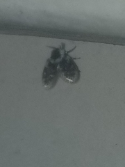 Lepiseodina conspicua