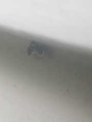 Lepiseodina conspicua