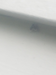 Lepiseodina conspicua