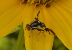 Rhagoletis pomonella